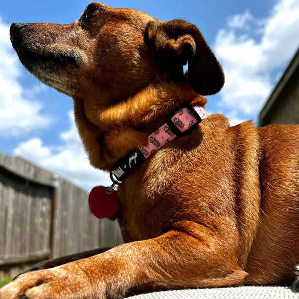 Pink Pupshake Adjustable Collar - Pet Collars & Harnesses