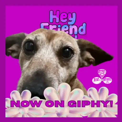 🐾 Roxy Roo Has Officially Entered the Chat (in GIPHY Form)!