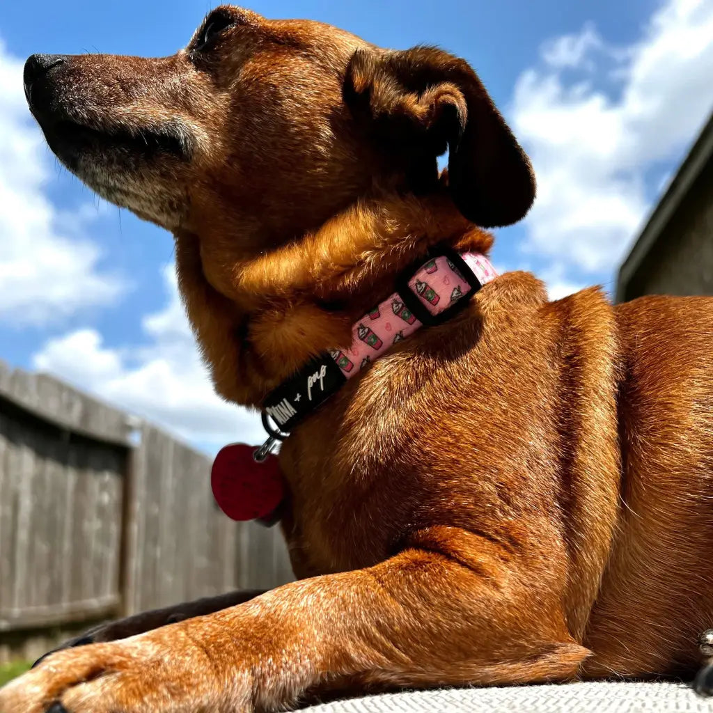 Raise your paw if you love coffee! This adorable pink pupshake adjustable collar is all about comfort and style!