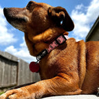 Raise your paw if you love coffee! This adorable pink pupshake adjustable collar is all about comfort and style!