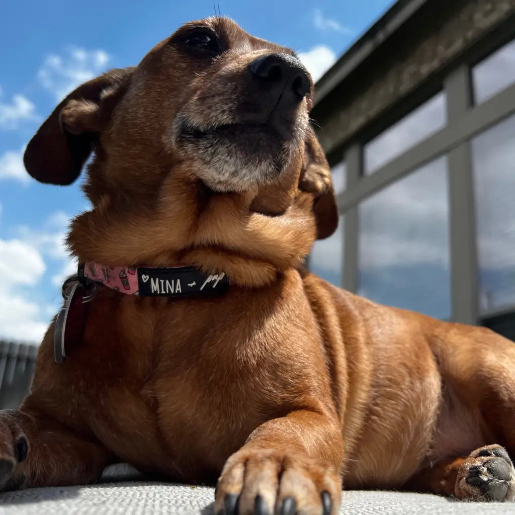 Raise your paw if you love coffee! This adorable pink pupshake adjustable collar is all about comfort and style!