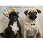 Adorn your pet with glamour galore in this stunning golden and white ombre cheetah print adjustable harness. Due